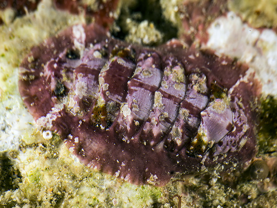 Chiton sp. 1